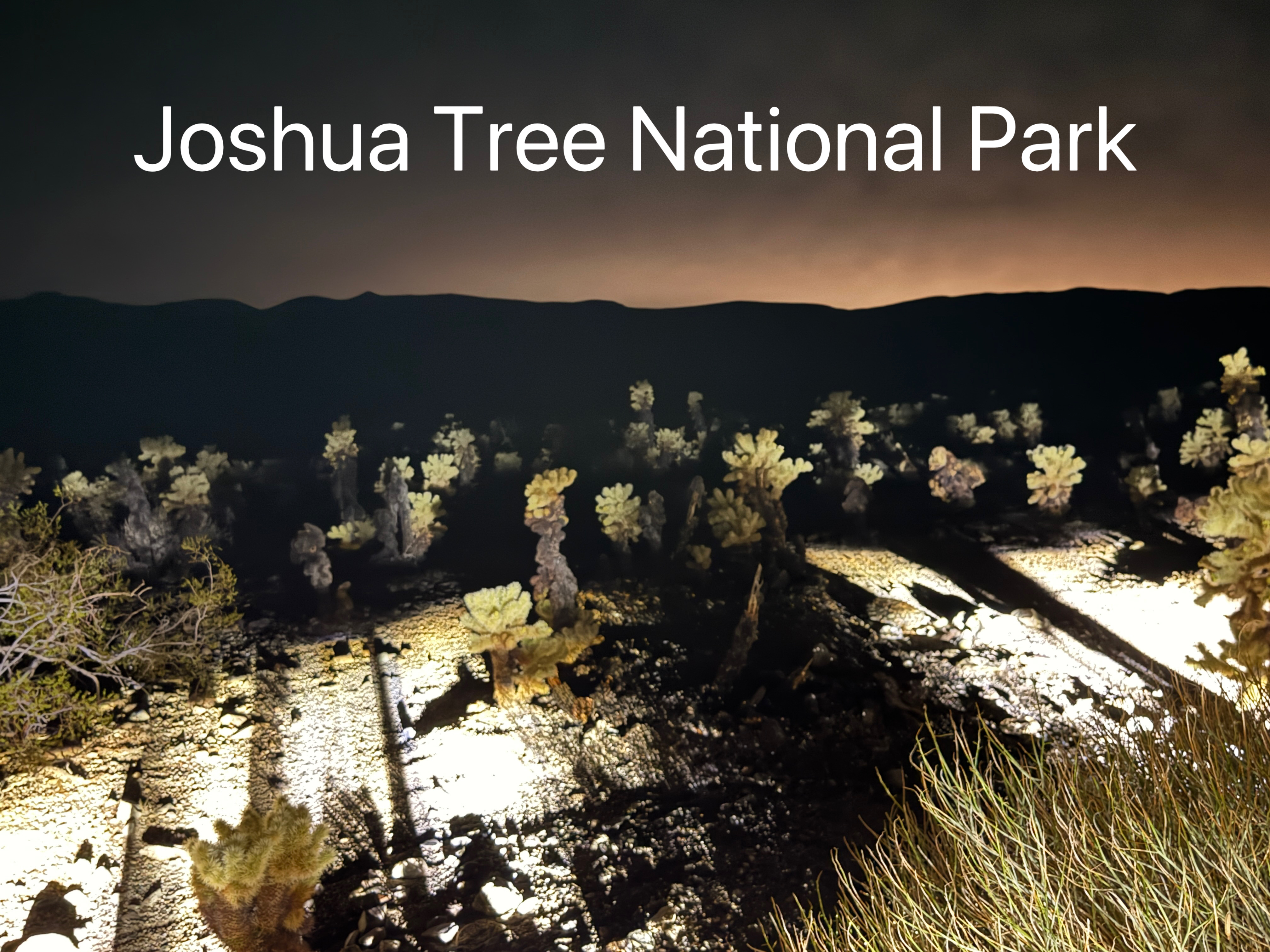 Joshua Tree National Park