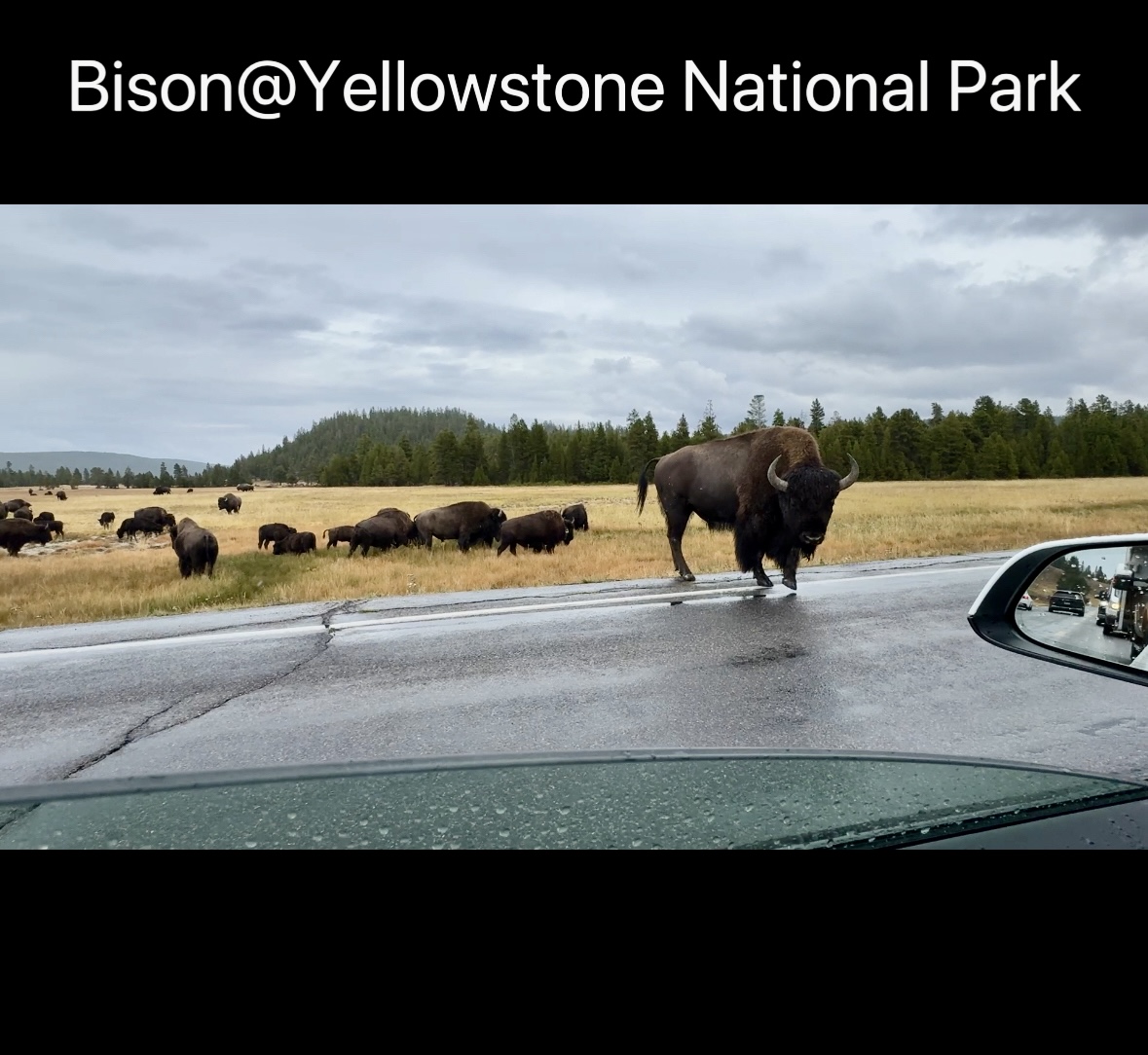 Yellowstone National Park
